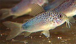 Corydoras similis